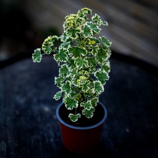 Pelargonium crispum 'Variegated'
