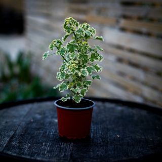 Pelargonium crispum 'Variegated'
