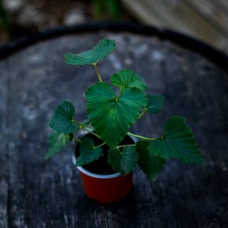 Pelargonium cordifolium