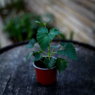 Pelargonium cordifolium