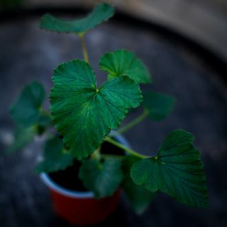 Pelargonium cordifolium