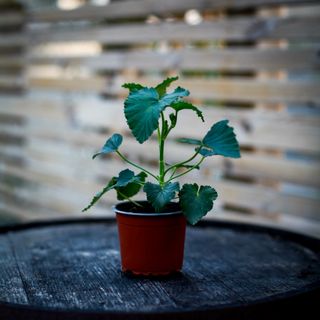 Pelargonium cordifolium