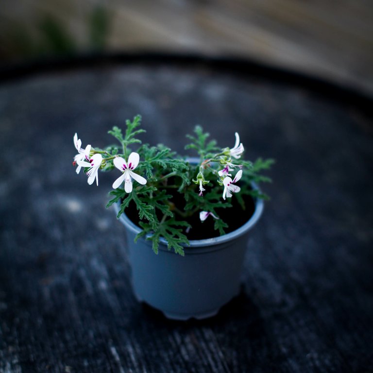 Pelargonium 'Pungent Peppermint' 8 cm