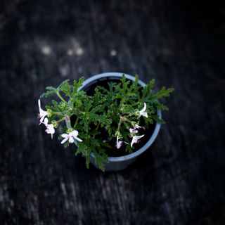 Pelargonium 'Pungent Peppermint'