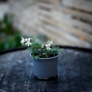 Pelargonium 'Pungent Peppermint'