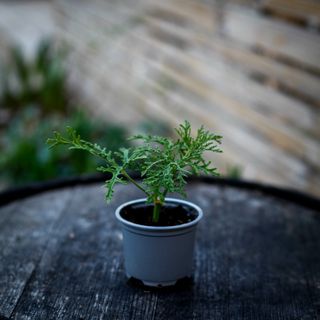 Pelargonium 'Radula'