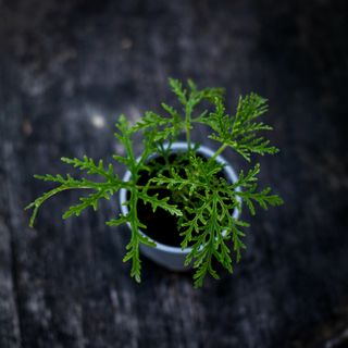 Pelargonium 'Radula'