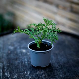 Pelargonium 'Radula'