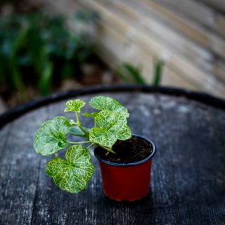 Pelargonium 'Roller’s Pioneer'