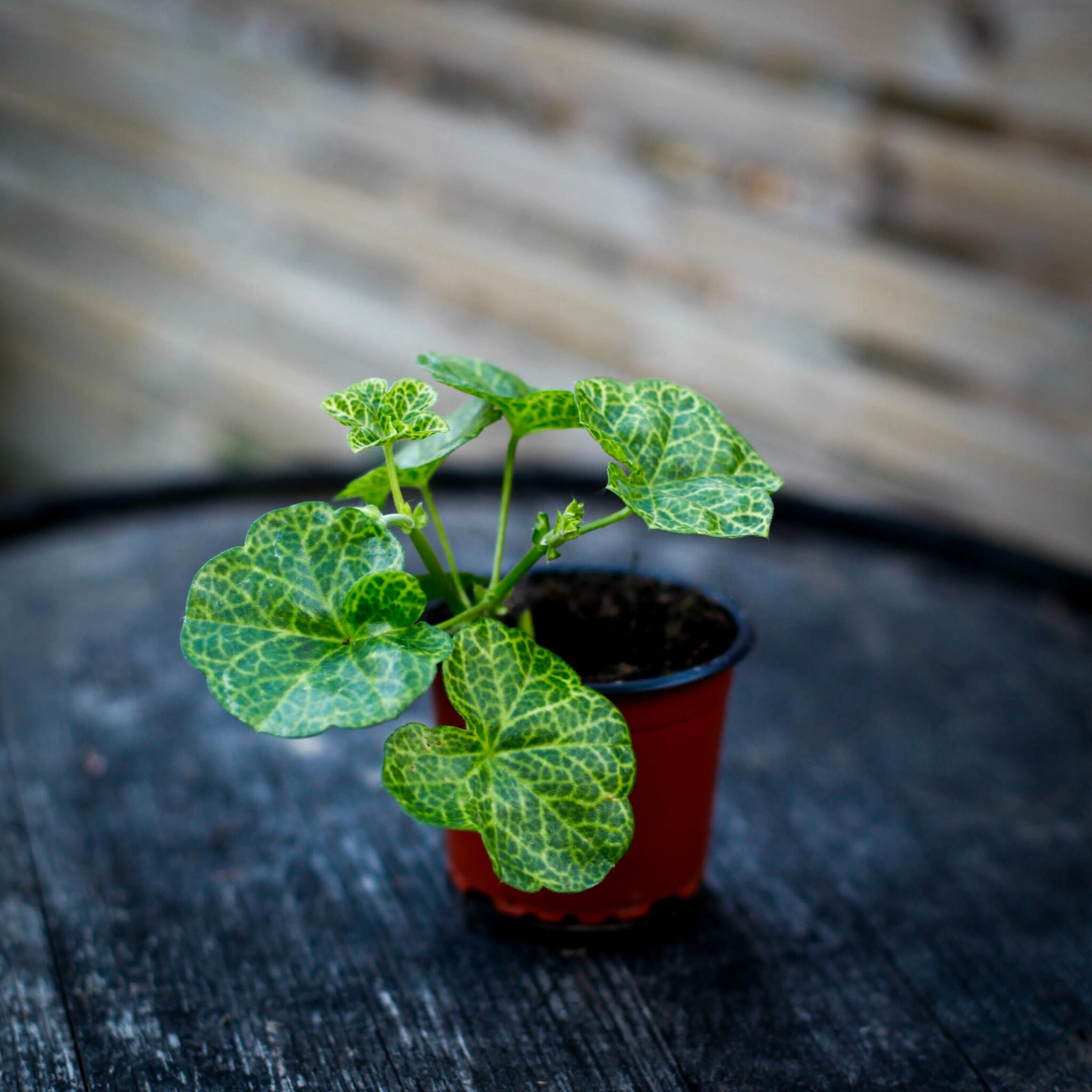 Pelargonium Roller's Pioneer – blommande hängpelargon för ampel och balkong