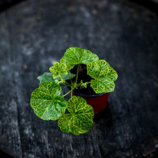Pelargonium 'Roller’s Pioneer'
