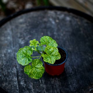 Pelargonium 'Roller’s Pioneer'