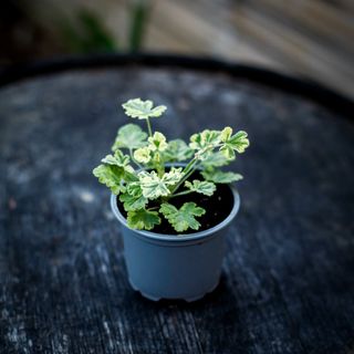 Pelargonium 'Fragrans Variegated'