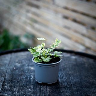 Pelargonium 'Fragrans Variegated'
