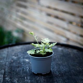 Pelargonium 'Fragrans Variegated'