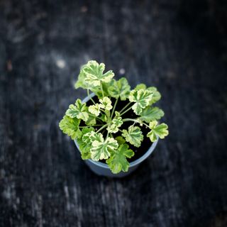 Pelargonium 'Fragrans Variegated'