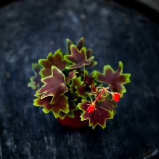 Pelargonium 'Vancouver Centennial'