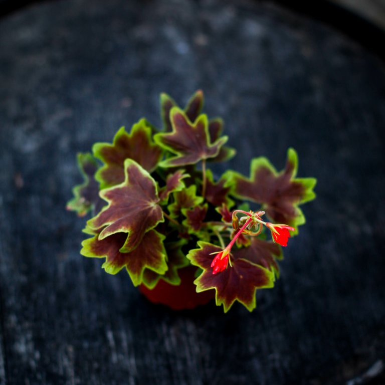 Pelargonium 'Vancouver Centennial' 8 cm