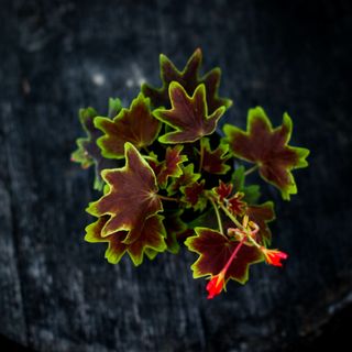 Pelargonium 'Vancouver Centennial'