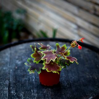 Pelargonium 'Vancouver Centennial'