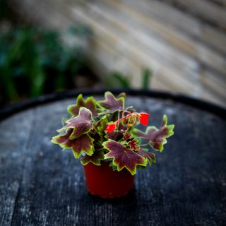 Pelargonium 'Vancouver Centennial'