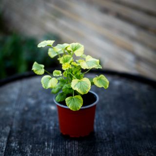 Pelargonium 'Sarah Don'