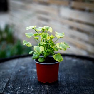 Pelargonium 'Sarah Don'