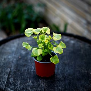 Pelargonium 'Sarah Don'