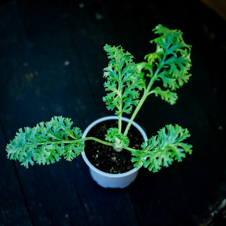 Pelargonium laxum 8 cm