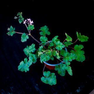Pelargonium x. Lavender Lass