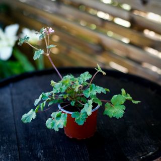 Pelargonium x. Lavender Lass