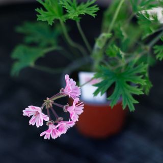 Pelargonium x. caffrum 'Diana'