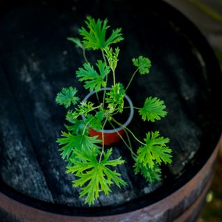Pelargonium x. caffrum 'Diana'