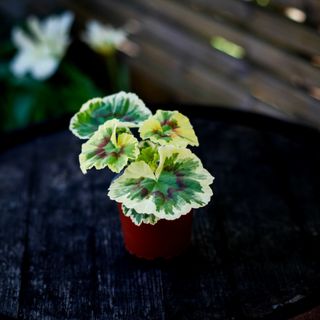 Pelargonium 'Ken Lea'