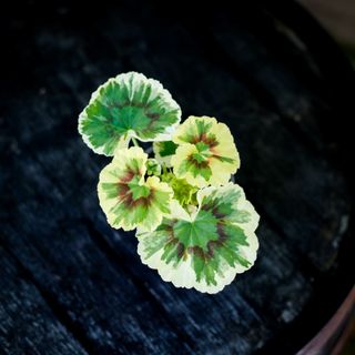 Pelargonium 'Ken Lea'