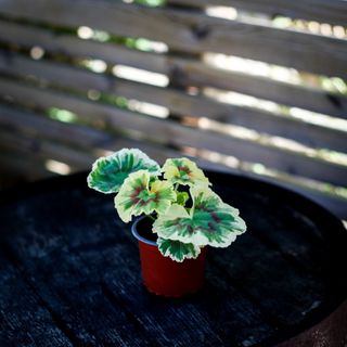 Pelargonium 'Ken Lea'