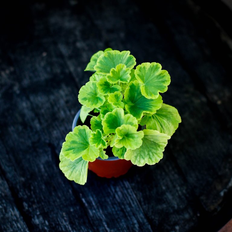 Pelargonium 'Greengold Petit Pierre' 8 cm
