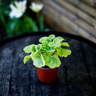Pelargonium 'Greengold Petit Pierre'