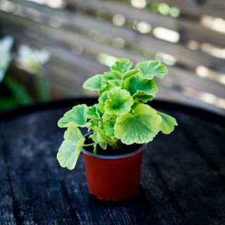 Pelargonium 'Greengold Petit Pierre'