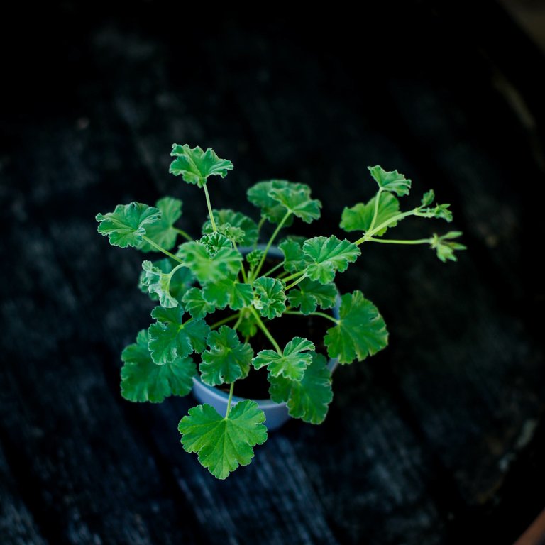 Pelargonium 'Fragrans' 8 cm