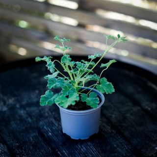 Pelargonium 'Fragrans'