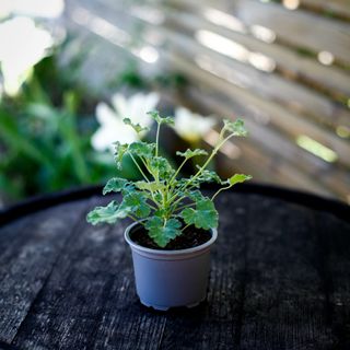 Pelargonium 'Fragrans'
