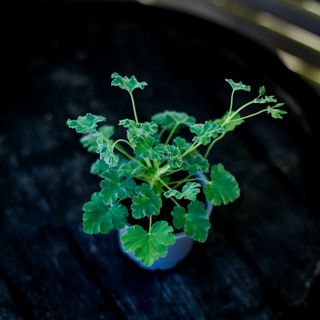 Pelargonium 'Fragrans'