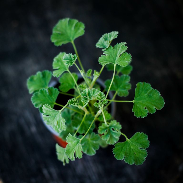 Pelargonium 'Ardwick Cinnamon' 8 cm