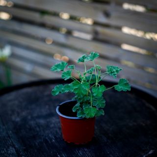 Pelargonium 'Ardwick Cinnamon'