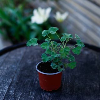 Pelargonium 'Ardwick Cinnamon'