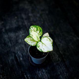 Aglaonema ’Snowflake’