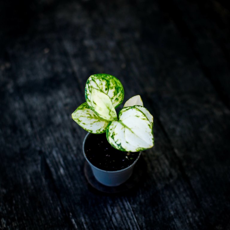 Aglaonema ’Snowflake’ 6 cm KAMPANJ