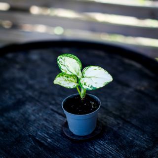 Aglaonema ’Snowflake’