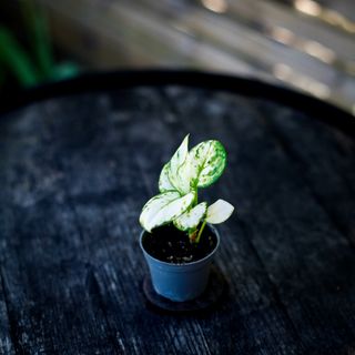 Aglaonema ’Snowflake’